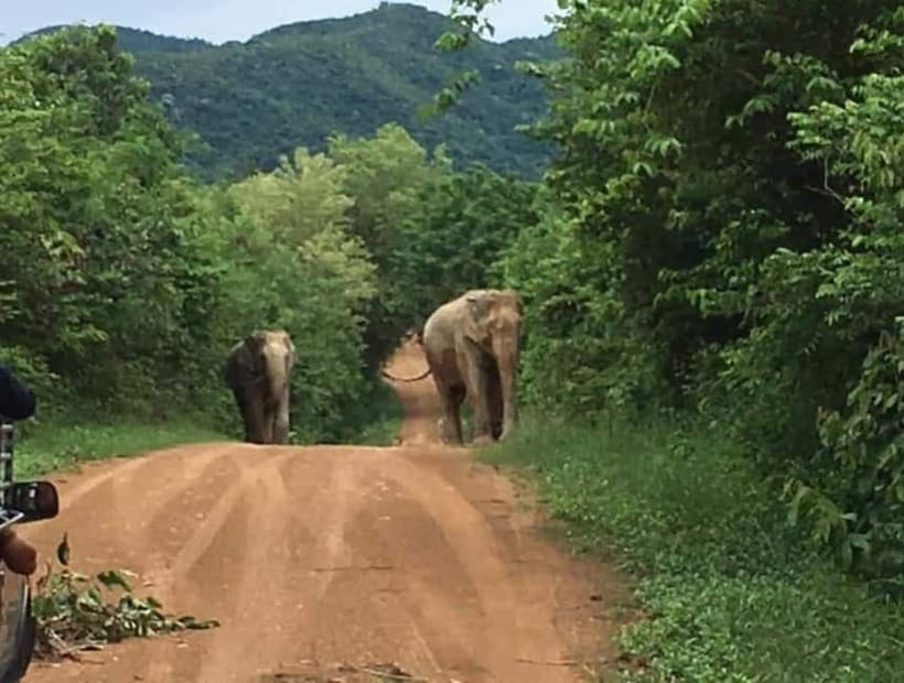 Hua Hin: Kui Buri National Park Wild Elephant Watching - The Viewing Experience: Distance, Patience, and the Best Kind of Excitement