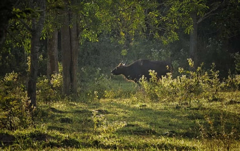 Hua Hin: Kui Buri National Park Wild Elephant Watching - Who This Safari Is Perfect For (and Who Should Skip It)