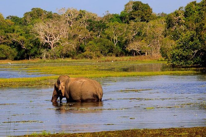 Hurulu eco park jeep safari - Why this half-day Jeep safari works in Sigiriya time