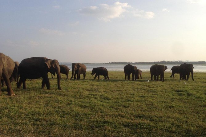 Hurulu eco park jeep safari - Late afternoon is your best bet for elephants near water