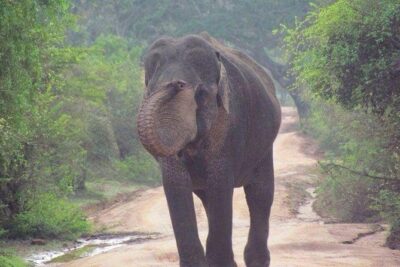 Hurulu eco park jeep safari - Minneriya vs Hurulu Eco Park: your best move is confirming the plan