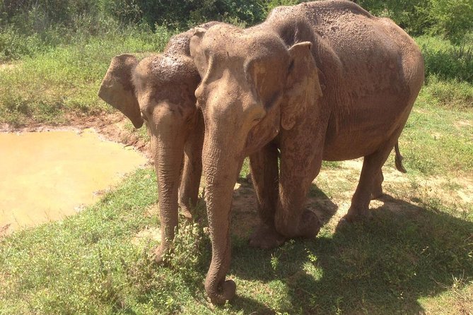Hurulu eco park jeep safari - Stop one: Habarana Jeep safari time in the wildlife reserve