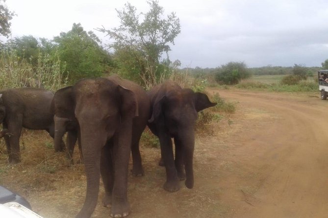 Hurulu eco park jeep safari - Price and value: $50 per group plus the costs that matter