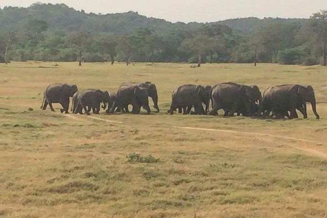 Hurulu eco park jeep safari - Pickup, timing, and how to avoid schedule surprises