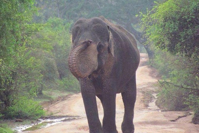Hurulu eco park jeep safari - Minneriya vs Hurulu Eco Park: your best move is confirming the plan