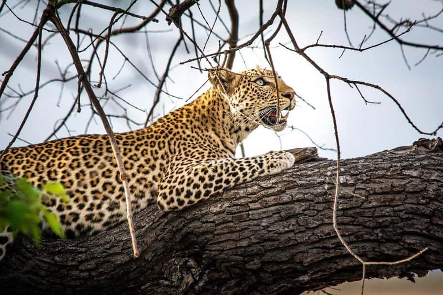 Hwange Big 5 Wildlife Safari – Day Trip from Victoria Falls - Why Hwange works for a Victoria Falls day trip