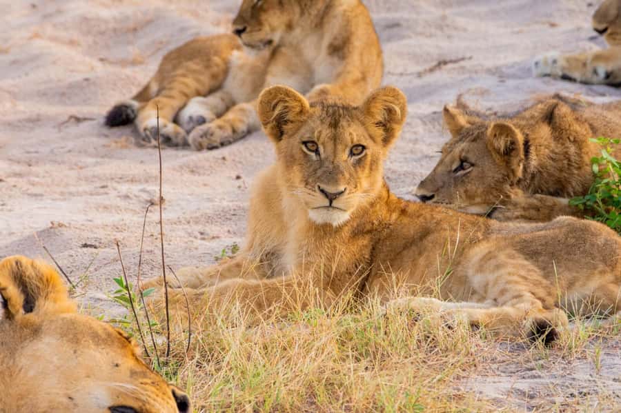 Hwange Big 5 Wildlife Safari – Day Trip from Victoria Falls - Morning game drive: waterholes, hides, and the “elephant at the tap” rhythm