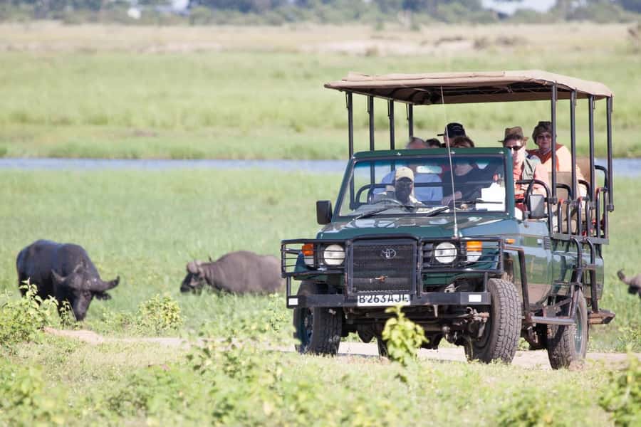 Hwange Big 5 Wildlife Safari – Day Trip from Victoria Falls - Afternoon safari: cooler hours and the Big Five odds game