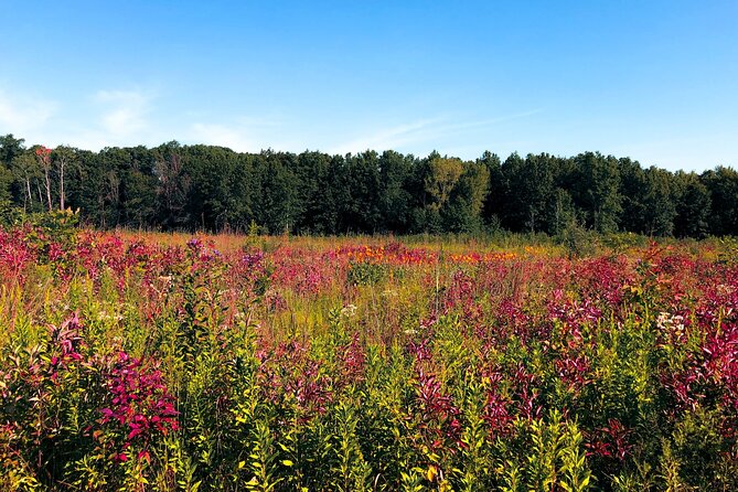 Indiana Dunes National Park Self-Guided Audio Tour - Great Marsh Trail: an easy hike plus a separate paved route to an observation deck