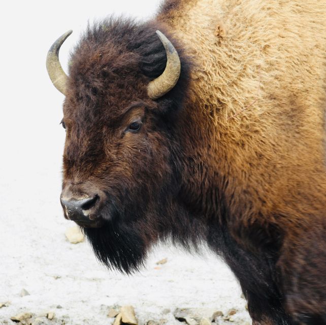 Jackson: 2-Day Yellowstone National Park Tour with Lunches - Firehole, Norris, and Old Faithful-area time without the rush