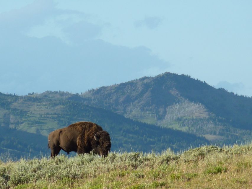 Jackson: 2-Day Yellowstone National Park Tour with Lunches - Day 2 Lower Loop: Lamar Valley wildlife odds, Tower Falls, and Lake Yellowstone