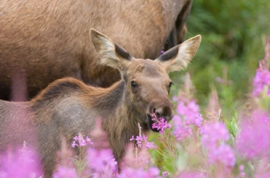 Jackson: Grand Teton National Park Guided Wildlife Tour - Key things that make this safari work