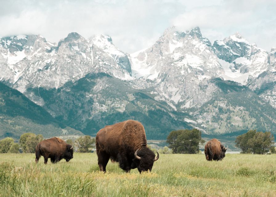 Jackson: Grand Teton National Park Guided Wildlife Tour - Who should book this Grand Teton wildlife safari