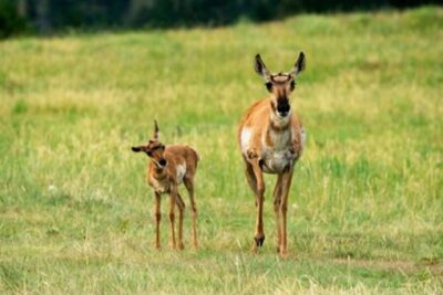 Jackson: Grand Teton National Park Guided Wildlife Tour - Getting there from Jackson Hole: Home Ranch meeting point and pickup timing