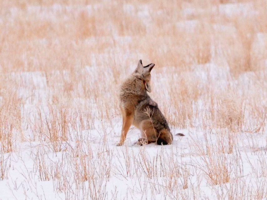 Jackson: Grand Teton National Park Guided Wildlife Tour - What the naturalist guide actually does for you