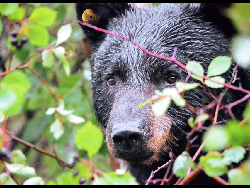 Jackson: Grand Teton National Park Guided Wildlife Tour - Stop after stop: how you’ll view moose, bears, and wolves