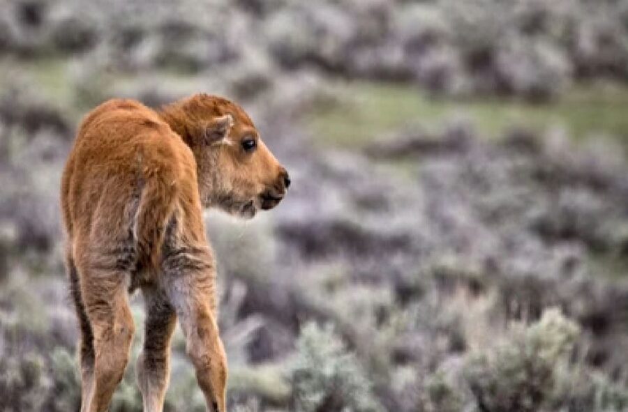 Jackson: Grand Teton National Park Guided Wildlife Tour - Binoculars, spotting scopes, and the camera timing trick