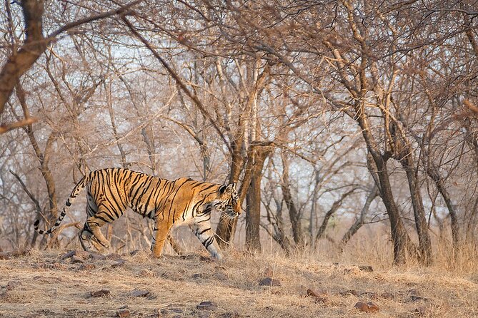 Jaipur to Ranthambore National Park Private One Day Trip - Who This Jaipur to Ranthambore Day Trip Fits Best