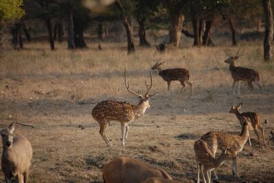 Jaipur to Ranthambore National Park Private One Day Trip - Arrival at Ranthambore: Identification and Your Gypsy Assignment