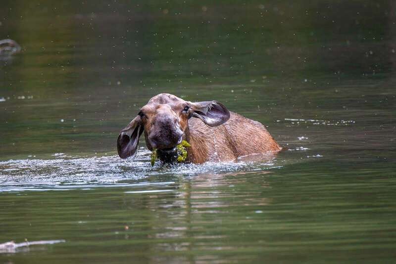 Jasper National Park: Evening or Morning Wildlife Watch Tour - Should you book this Jasper National Park wildlife watch with Maligne Adventures?