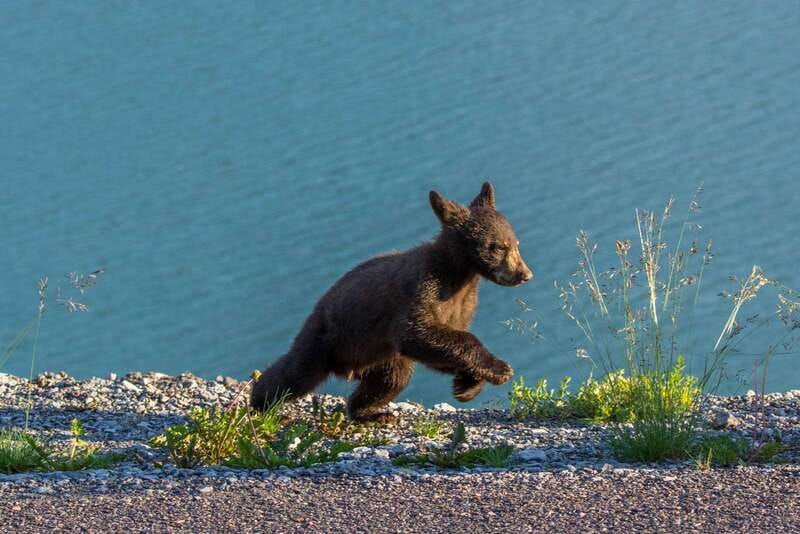 Jasper National Park: Evening or Morning Wildlife Watch Tour - Route planning based on seasonal animal movement