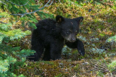 Jasper National Park: Evening or Morning Wildlife Watch Tour - From Two Brothers Totem Pole to the valley: coach comfort and pickup timing