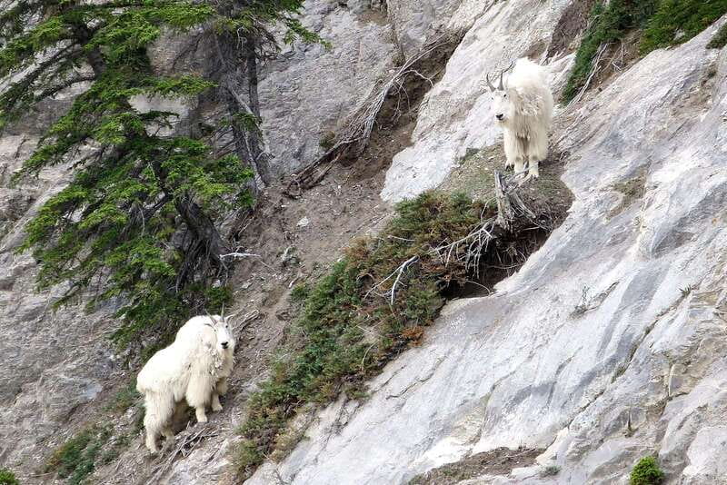 Jasper National Park: Evening or Morning Wildlife Watch Tour - Wildlife you might spot, from grizzlies to eagles (and what a no-bear day means)
