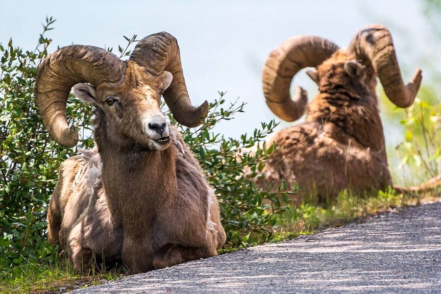 Jasper National Park: Evening or Morning Wildlife Watch Tour - Photo time: big windows, pull-outs, and short walks