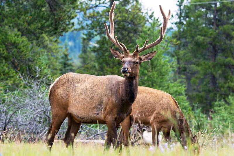 Jasper National Park: Evening or Morning Wildlife Watch Tour - Value check: is $63 worth it for Jasper National Park wildlife odds?