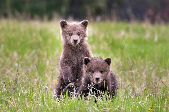 Jasper National Park Tour Maligne Valley, Medicine Lake with Walk - Maligne Valley: three hours of wildlife chances by scenic road