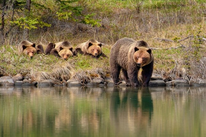 Jasper National Park Tour Maligne Valley, Medicine Lake with Walk - Price and value: is $67.79 actually a good deal?