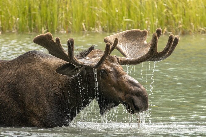 Jasper National Park Tour Maligne Valley, Medicine Lake with Walk - Who this tour suits best (and who should rethink it)