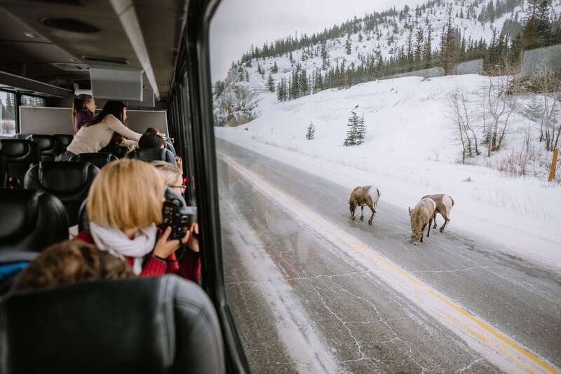 Jasper: Winter Wildlife Bus Tour in Jasper National Park - What Makes This Winter Wildlife Bus Tour Worth Your $62