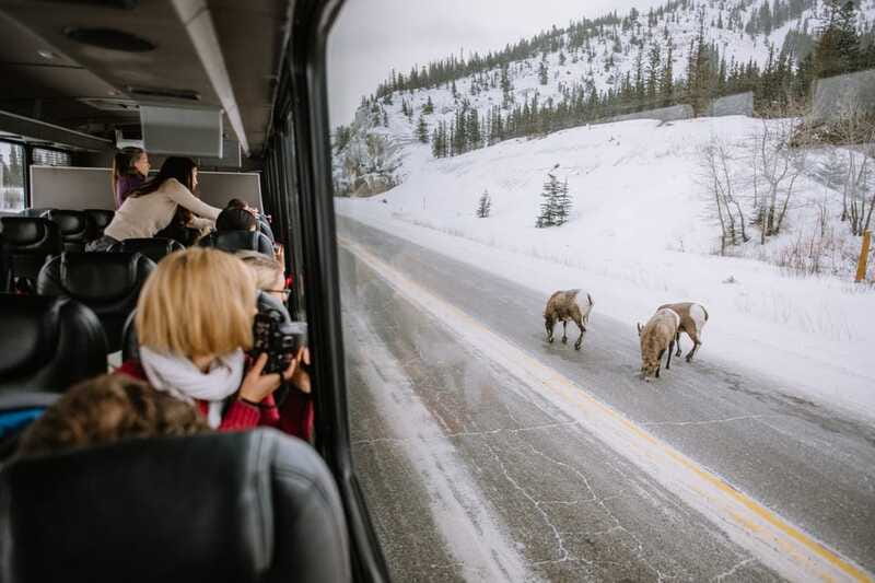 Jasper: Winter Wildlife Bus Tour in Jasper National Park - FAQ