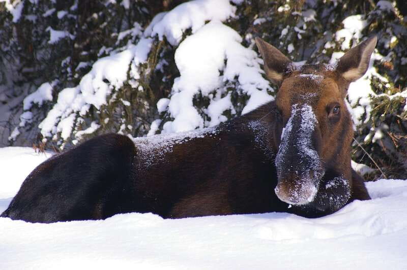 Jasper: Winter Wildlife Bus Tour in Jasper National Park - Small-Group Comfort With Guides Who Actually Call Things Out