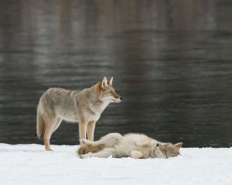 Jasper: Winter Wildlife Bus Tour in Jasper National Park - Photo Stops in the Athabasca Valley: When Winter Light Helps You
