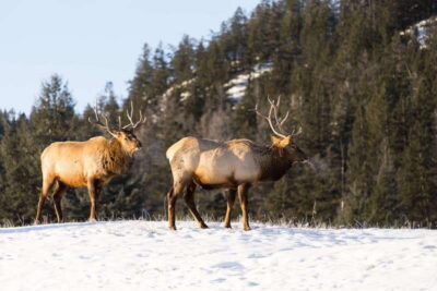 Jasper: Winter Wildlife Bus Tour in Jasper National Park - Winter Pickup, Then Into Jasper: How the Day Flows