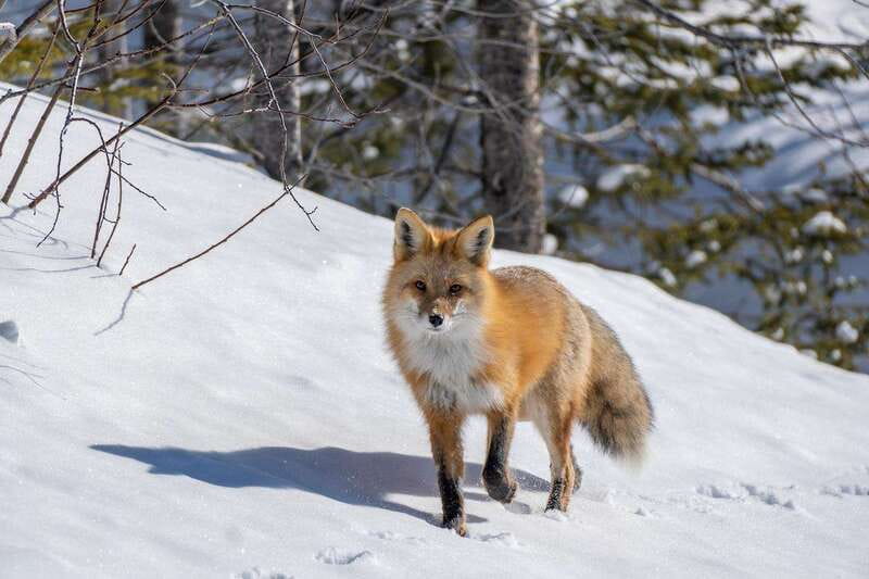 Jasper: Winter Wildlife Bus Tour in Jasper National Park - Wildlife Viewing Without Guarantees: What You Should Expect to See