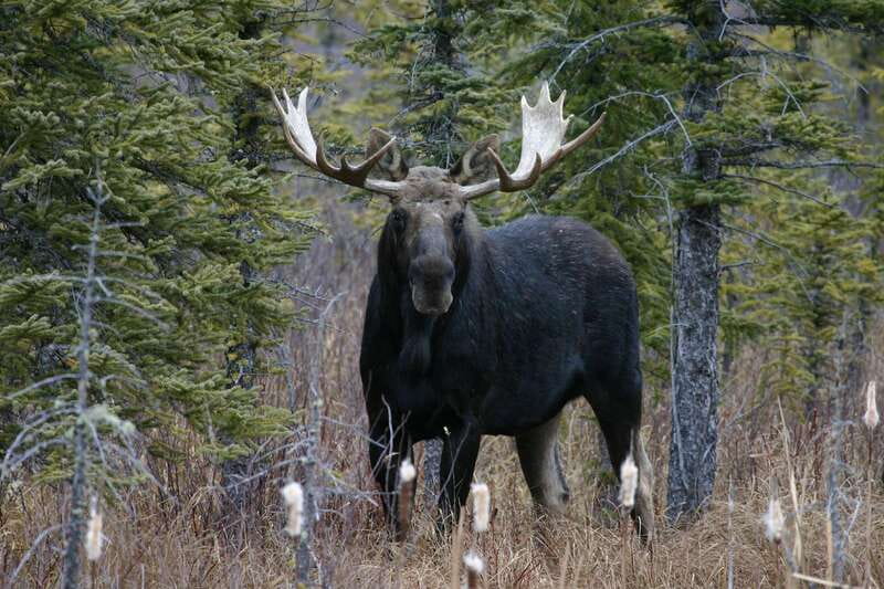 Jasper: Winter Wildlife Bus Tour in Jasper National Park - Safe Winter Roads, Minimal Walking, Real Relaxation