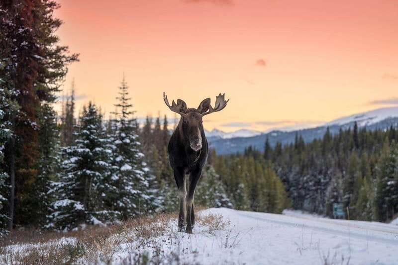 Jasper: Winter Wildlife Bus Tour in Jasper National Park - Value Check: What You Get for $62 in 210 Minutes