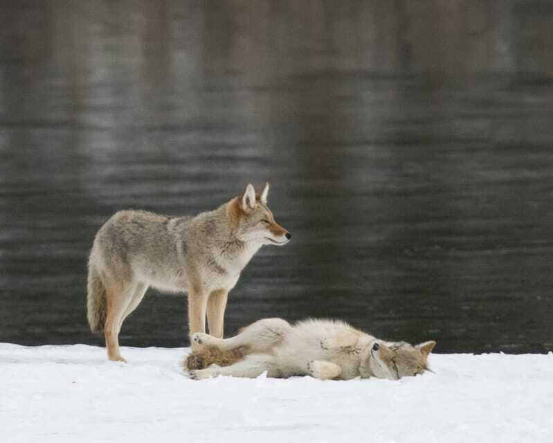 Jasper: Winter Wildlife Bus Tour in Jasper National Park - Who Should Book (and Who Might Skip This One)