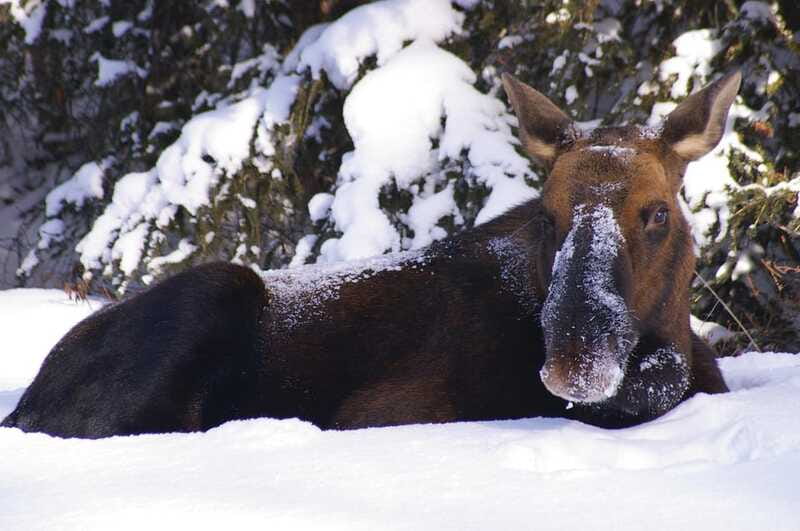 Jasper: Winter Wildlife Bus Tour in Jasper National Park - Should You Book SunDog Transportation and Tours in Winter?