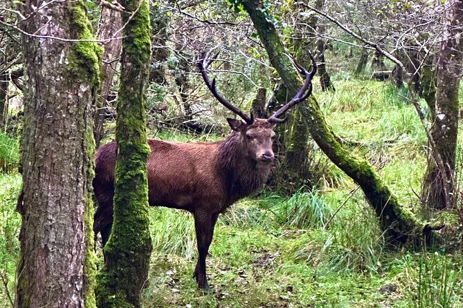 Jaunting Car Tour in Killarney National Park - What to do before you go (so the hour feels easy)