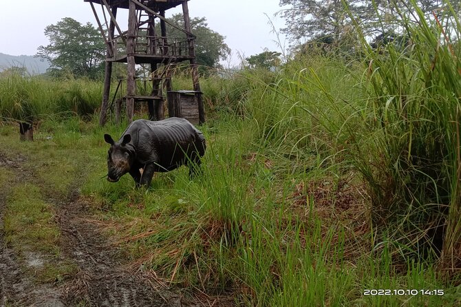 Jeep safari (4-5 hrs. Sharing) inside Chitwan National Park. - Sauraha to Chitwan National Park on a 12:30 pm start