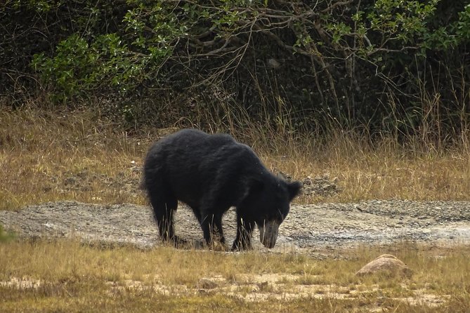 Jeep Safari at Kumana National Park - Key points to know before you go