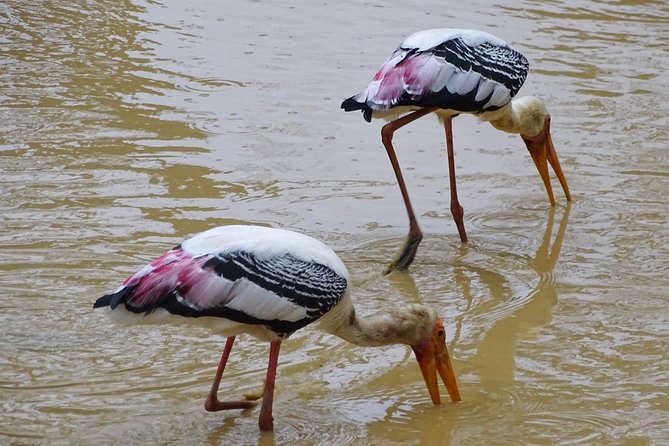 Jeep Safari at Kumana National Park - Private door-to-door jeep safari in a group of up to six