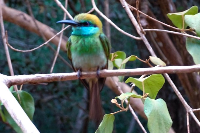 Jeep Safari at Kumana National Park - Kumana Villu wetland focus: why this mangrove area is such a big deal