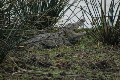 Jeep Safari at Kumana National Park - The 6-hour rhythm: making the most of time in Kumana