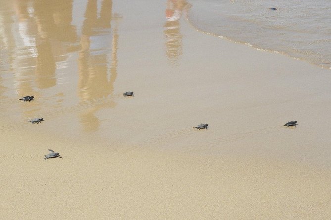 Jeep Safari to Akamas National Park: Avakas Gorge Tour from Paphos - Edro III shipwreck: brief, but it sticks