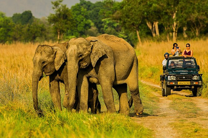 Jim Corbett Jeep Safari - Wildlife Adventure in National Park - Key Points Before You Go